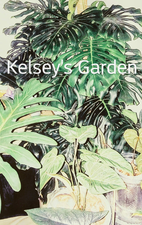 Kelsey's Garden